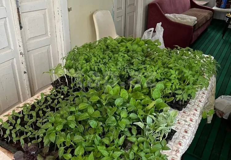 3 otaqlı mənzil , Salyan