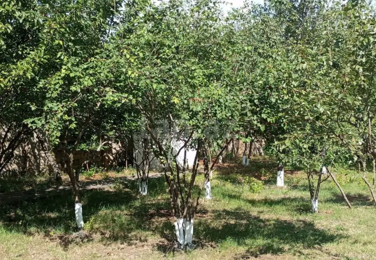 4 otaqlı mənzil , Şamaxı