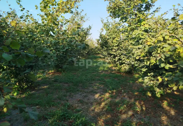 0 m² Obyekt / Ofis , Xaçmaz