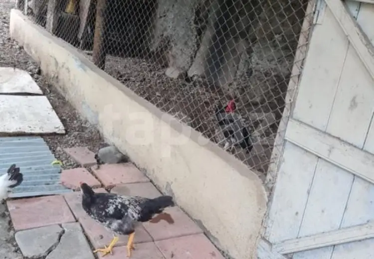 3 otaqlı mənzil , Gəncə