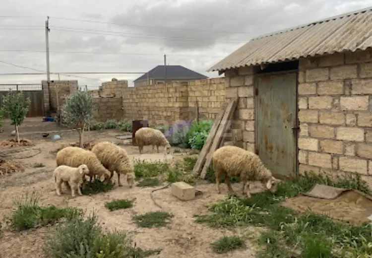 3 otaqlı mənzil , Sumqayıt