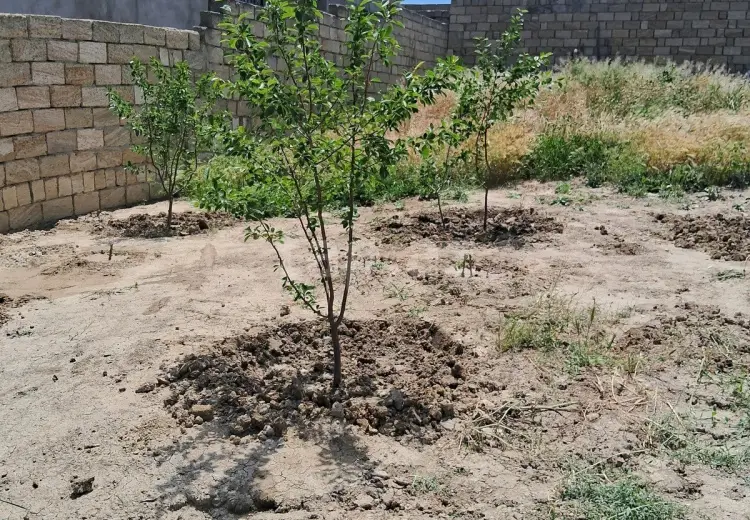 0 m² Obyekt / Ofis , Saray, Abşeron
