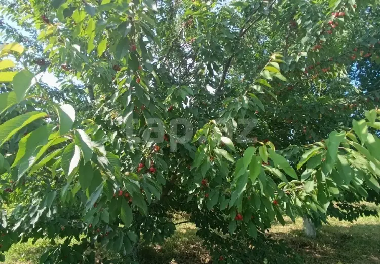 0 m² Obyekt / Ofis , Xaçmaz