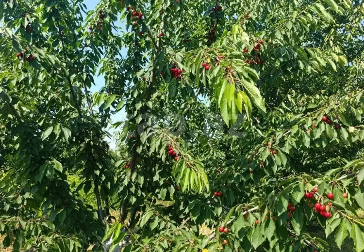 0 m² Obyekt / Ofis , Xaçmaz