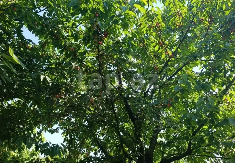 0 m² Obyekt / Ofis , Xaçmaz