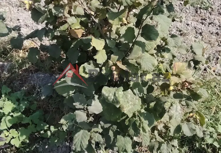 0 sot Torpaq Satılır, Xaçmaz