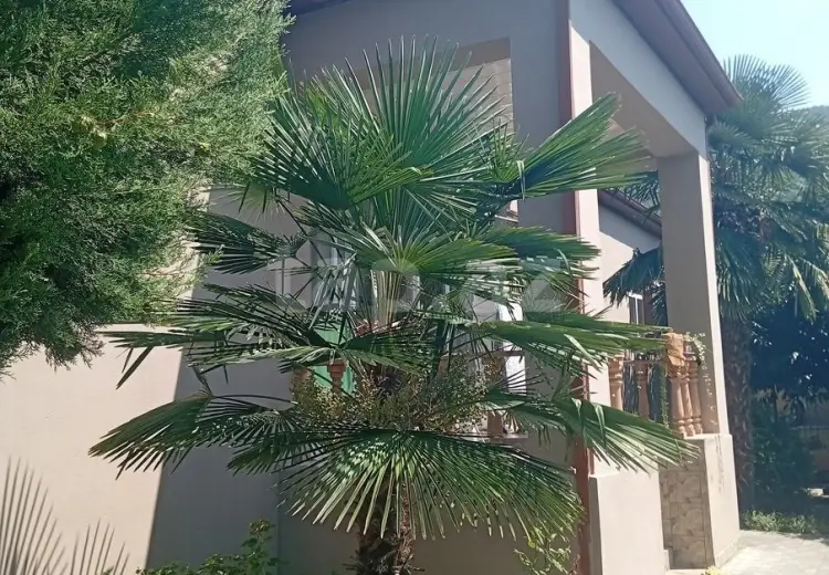 7 otaqlı mənzil , Zaqatala