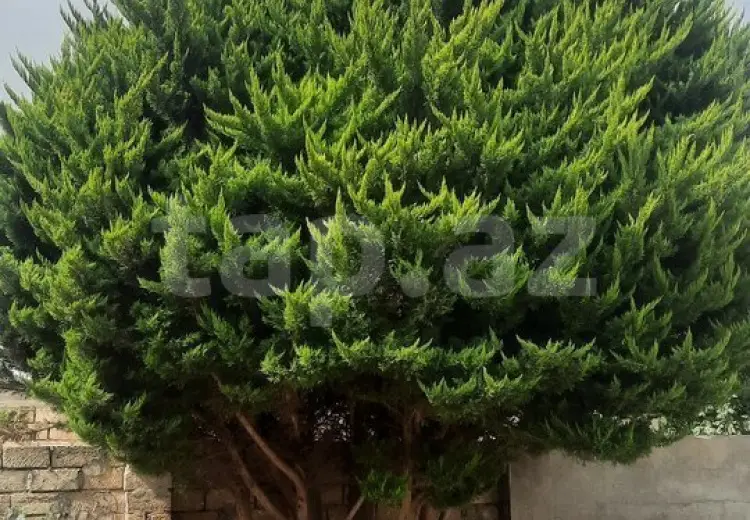 0 m² Obyekt / Ofis , Buzovna, Xəzər, Bakı