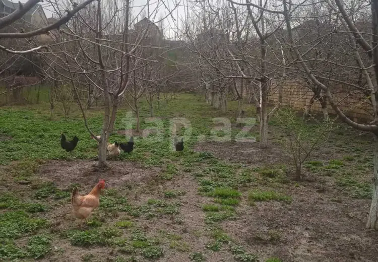0 m² Obyekt / Ofis , Bakı