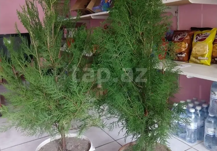 0 m² Obyekt / Ofis , Nərimanov, Bakı