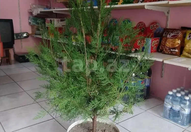 0 m² Obyekt / Ofis , Nərimanov, Bakı