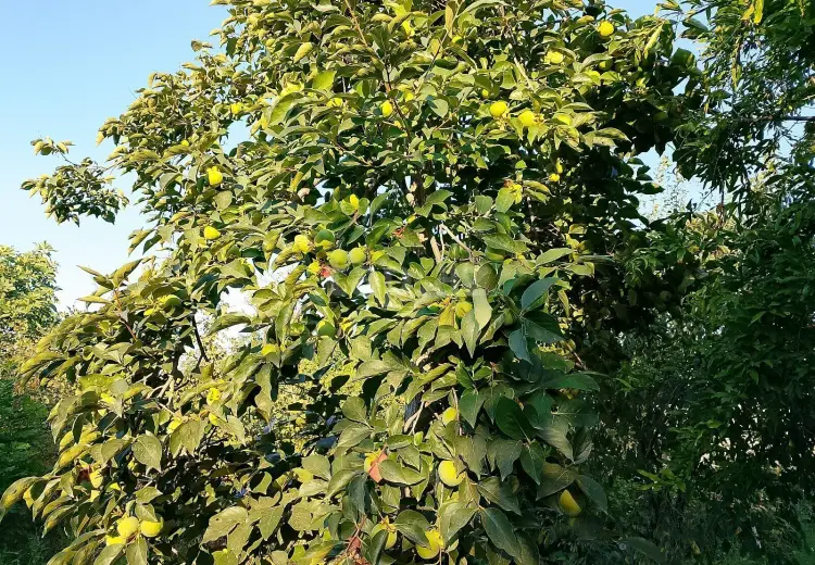 2 otaqlı mənzil , Xaçmaz