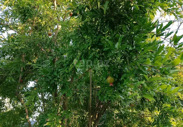 2 otaqlı mənzil , Xaçmaz