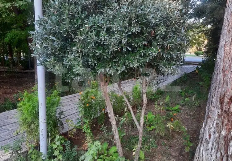 0 m² Obyekt / Ofis , Şirvan