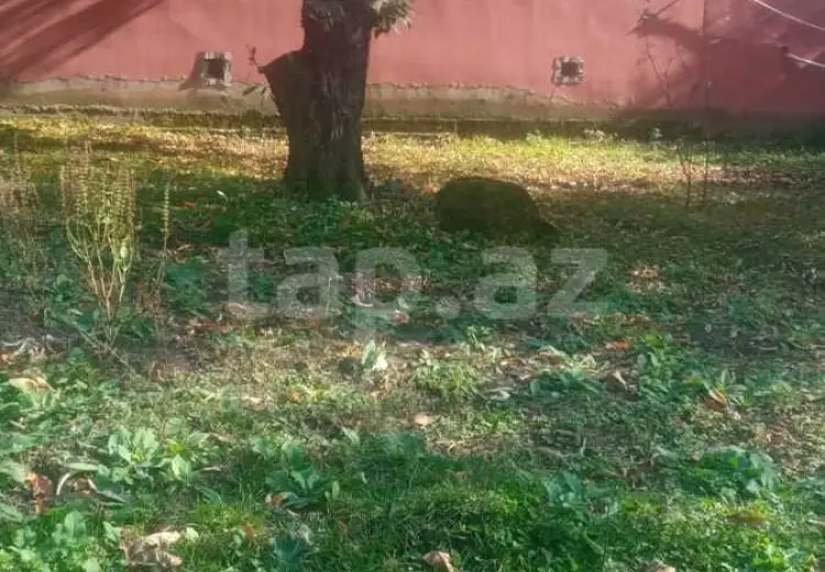 0 m² Obyekt / Ofis , Oğuz