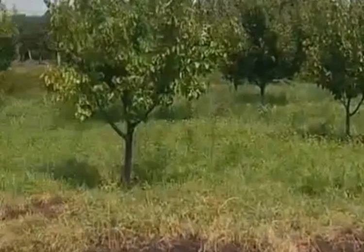 12 sot Torpaq Satılır, Ağstafa