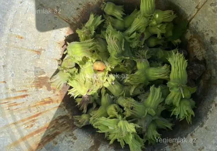 74 sot Torpaq Satılır, Oğuz
