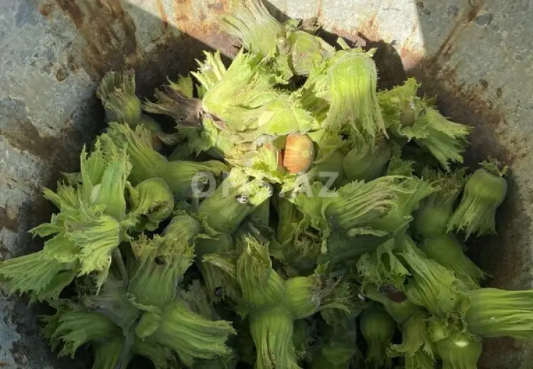 0 sot Torpaq Satılır, Oğuz