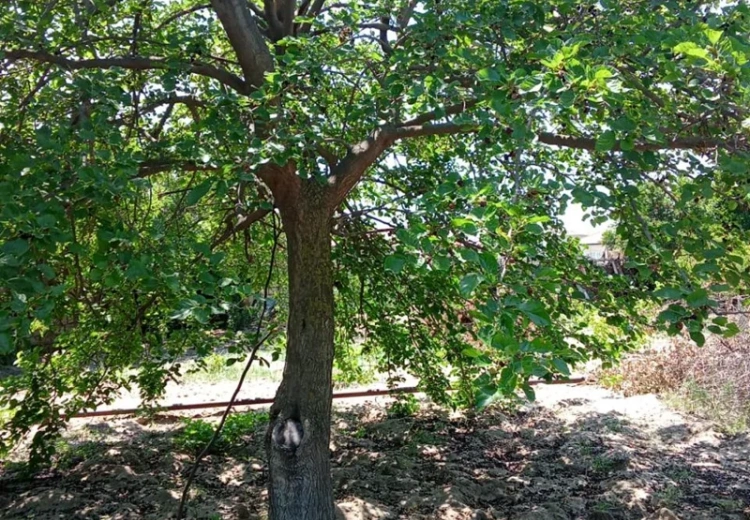 6 sot Torpaq Satılır, Sumqayıt