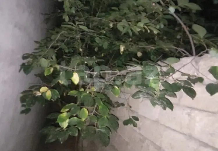 3 otaqlı mənzil , Sumqayıt