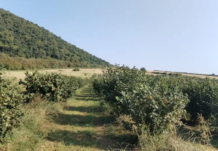 850 sot Torpaq Satılır, Qax