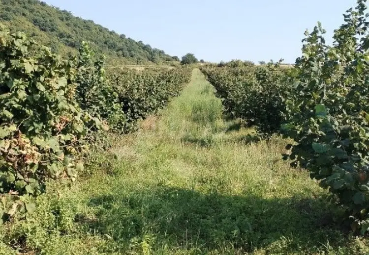 850 sot Torpaq Satılır, Qax