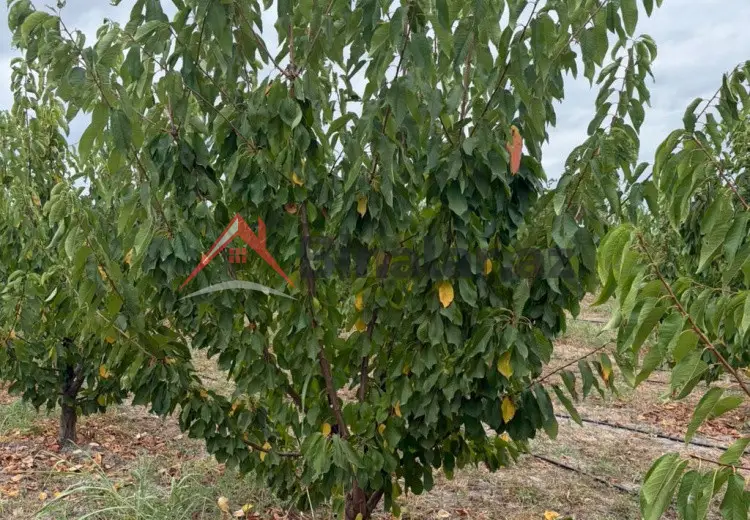0 sot Torpaq Satılır, Xudat