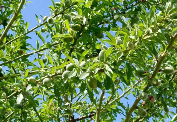 50 sot Torpaq Satılır, Məştağa qəs., Sabunçu, Bakı