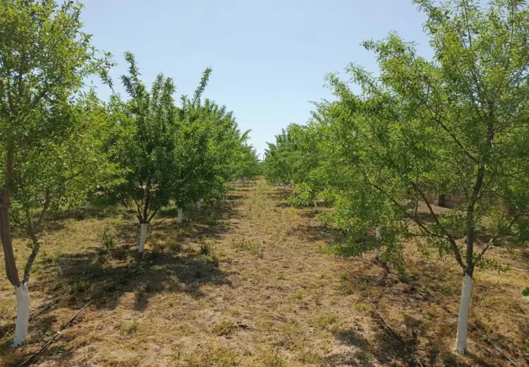 50 sot Torpaq Satılır, Məştağa qəs., Sabunçu, Bakı