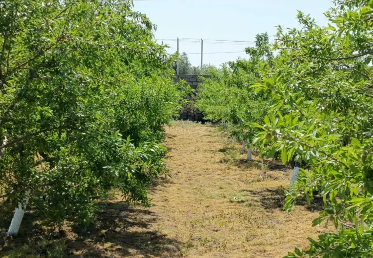 50 sot Torpaq Satılır, Məştağa qəs., Sabunçu, Bakı