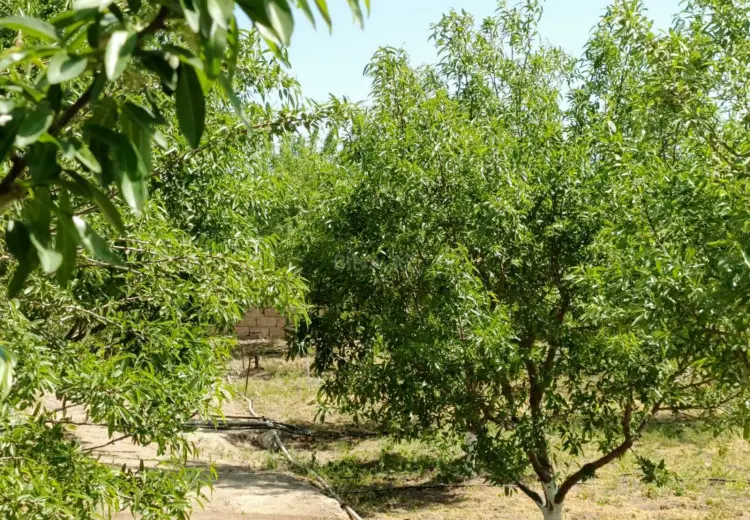 50 sot Torpaq Satılır, Məştağa qəs., Sabunçu, Bakı