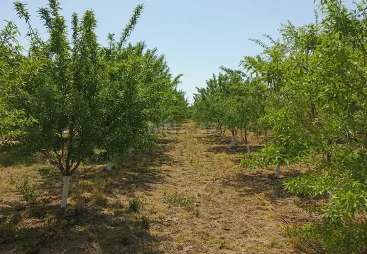 50 sot Torpaq Satılır, Məştağa qəs., Sabunçu, Bakı