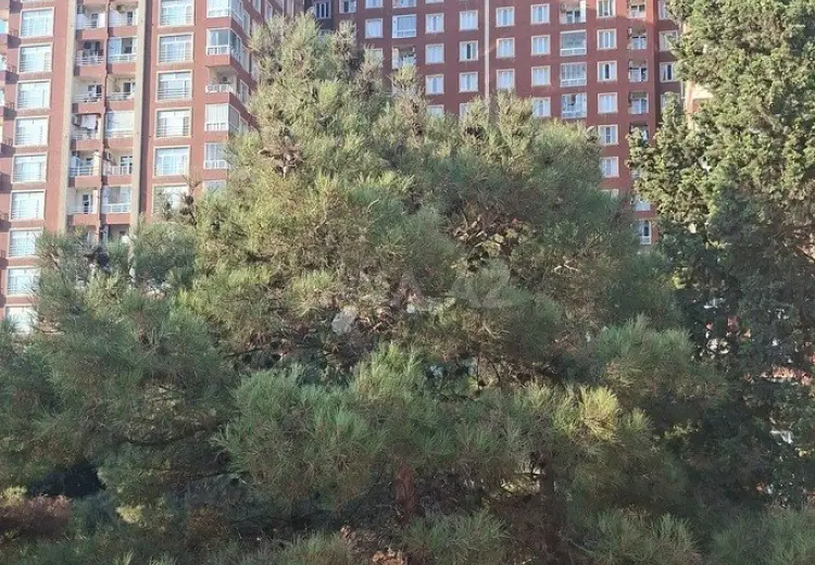 2 otaqlı mənzil Satılır, Abşeron