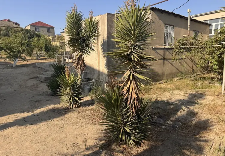 110 sot Torpaq Satılır, Saray, Abşeron