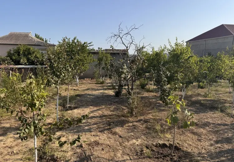 110 sot Torpaq Satılır, Saray, Abşeron