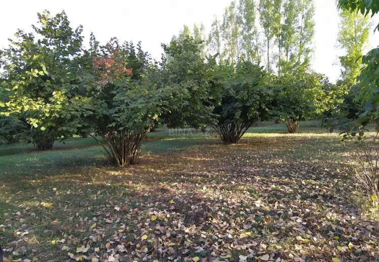 28 sot Torpaq Satılır, Qəbələ