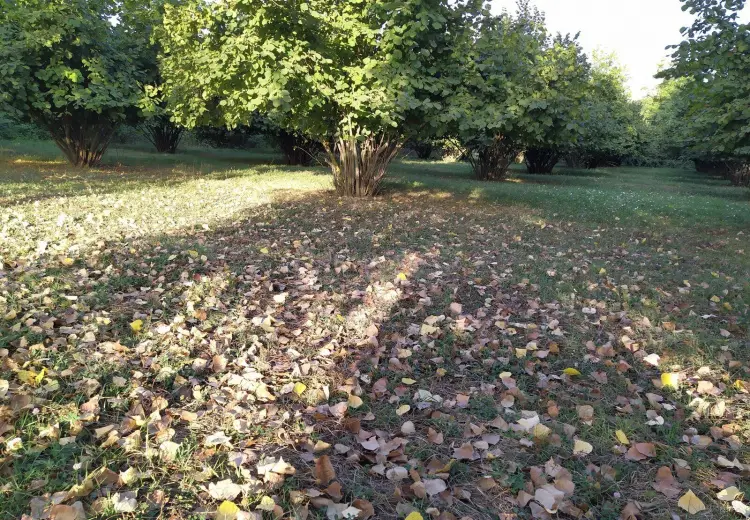 28 sot Torpaq Satılır, Qəbələ