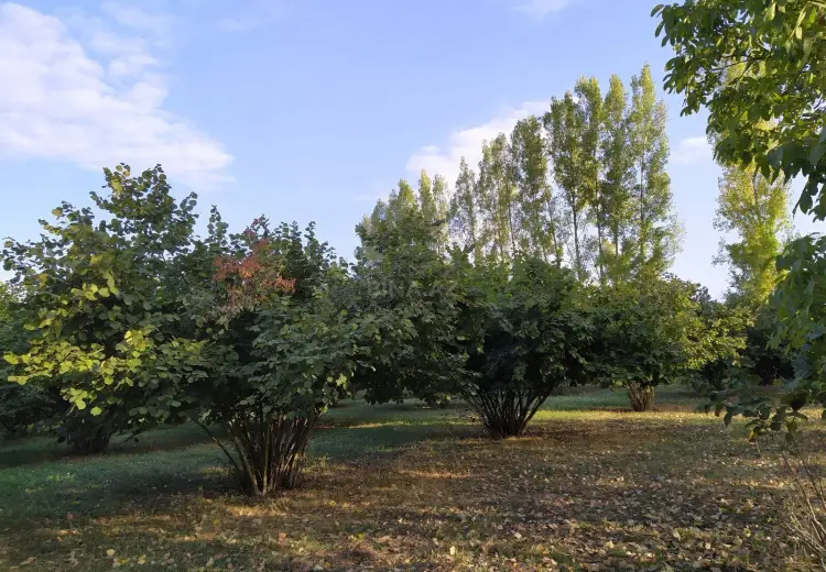 28 sot Torpaq Satılır, Qəbələ