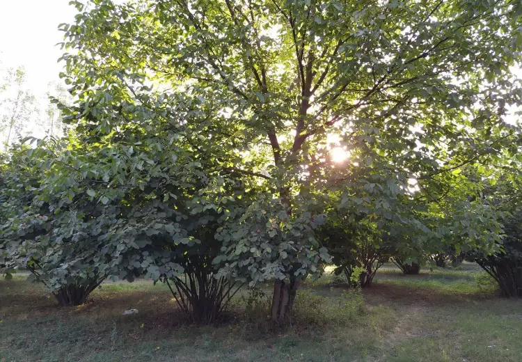 28 sot Torpaq Satılır, Qəbələ