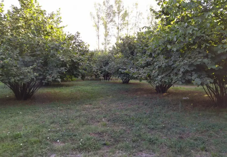 28 sot Torpaq Satılır, Qəbələ
