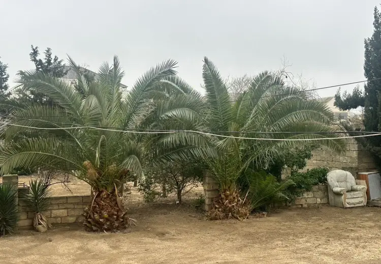 19 sot Torpaq Satılır, Abşeron