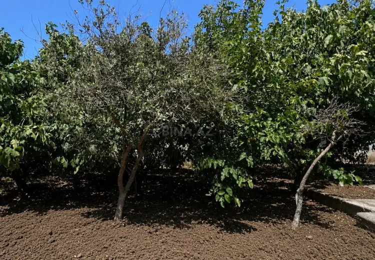 4 sot Torpaq Satılır, Saray, Abşeron