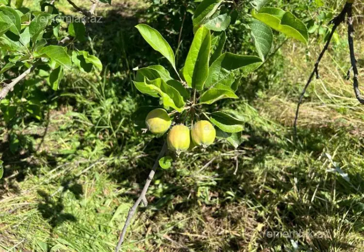 12 sot Torpaq Satılır, Ağstafa