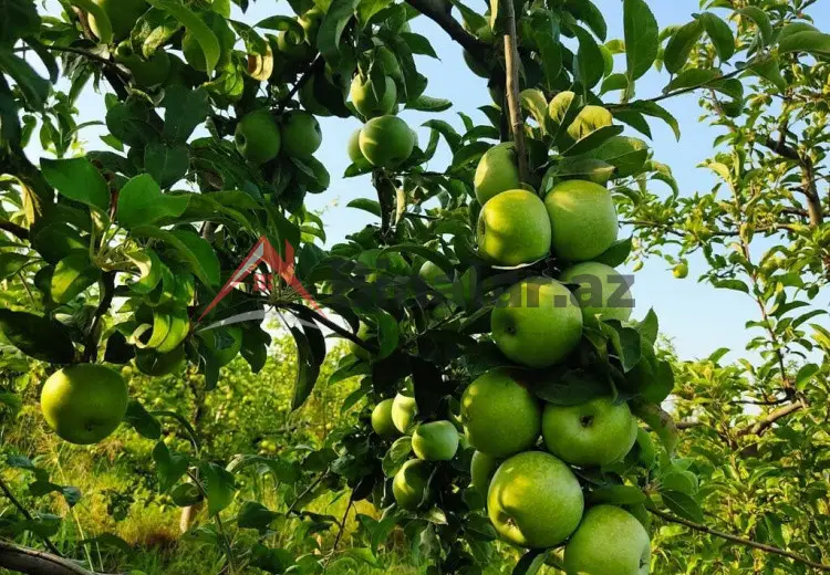 2713 sot Torpaq Satılır, Xaçmaz