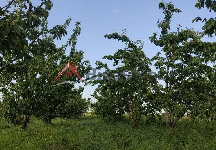2713 sot Torpaq Satılır, Xaçmaz