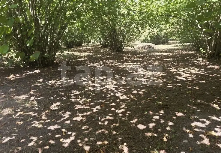 3 otaqlı mənzil , Oğuz