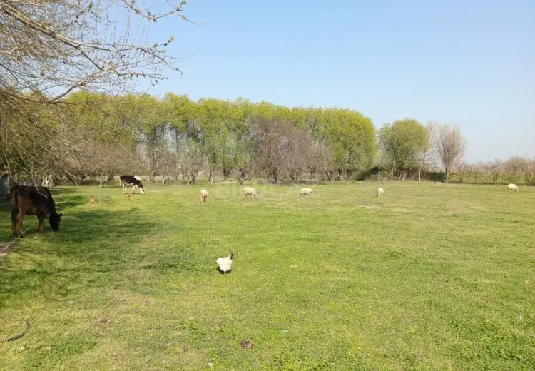 100 sot Torpaq Satılır, Sabirabad