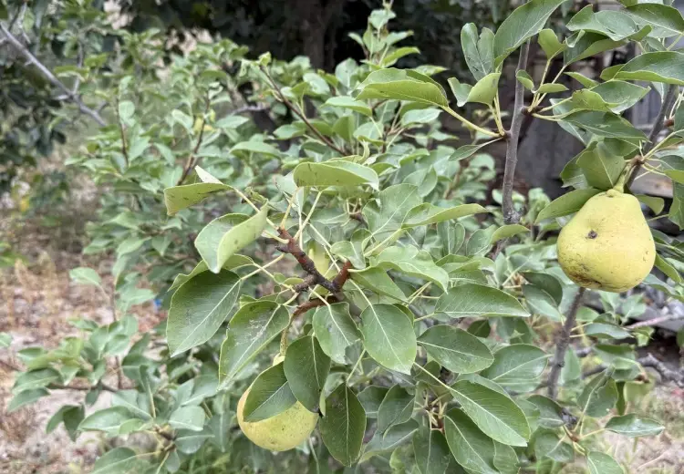 0 m² Obyekt / Ofis , Fatmayı, Abşeron