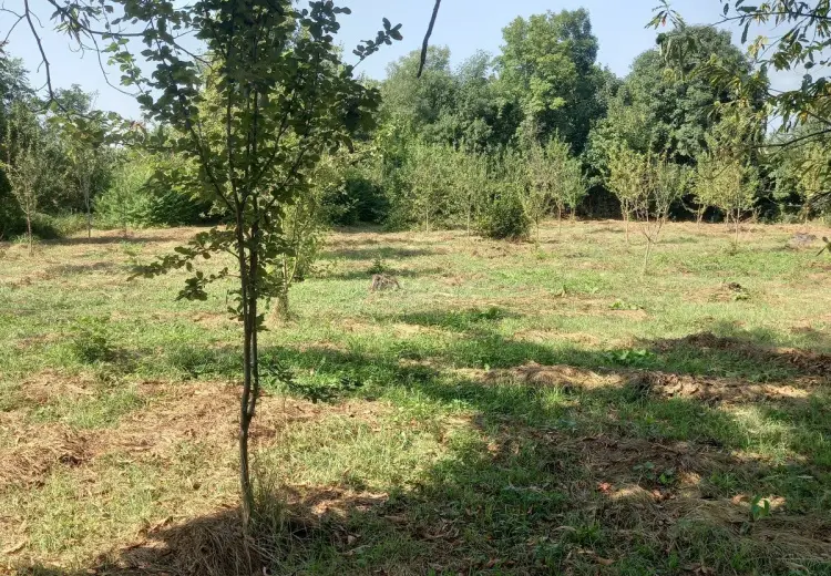 45 sot Torpaq Satılır, Qəbələ