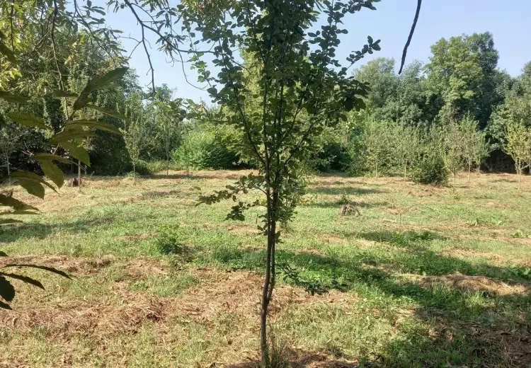 45 sot Torpaq Satılır, Qəbələ